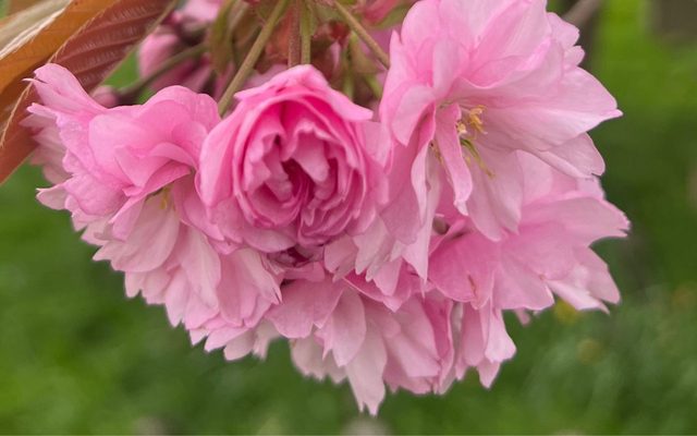 Blossoms