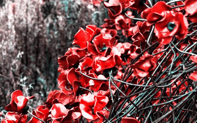 Poppies: Wave installation by Paul Cummins and Tom Piper, Yorkshire Sculpture Park, September 2015 – January 2016 (Alamy)